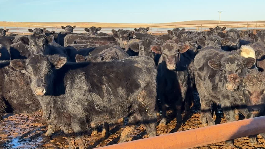 End of February Delivery!-BS109A5